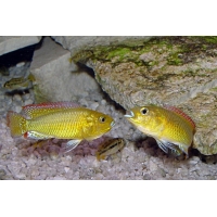 Pseudocrenilabrus Multicolor Pseudocrenilabrus Multicolor